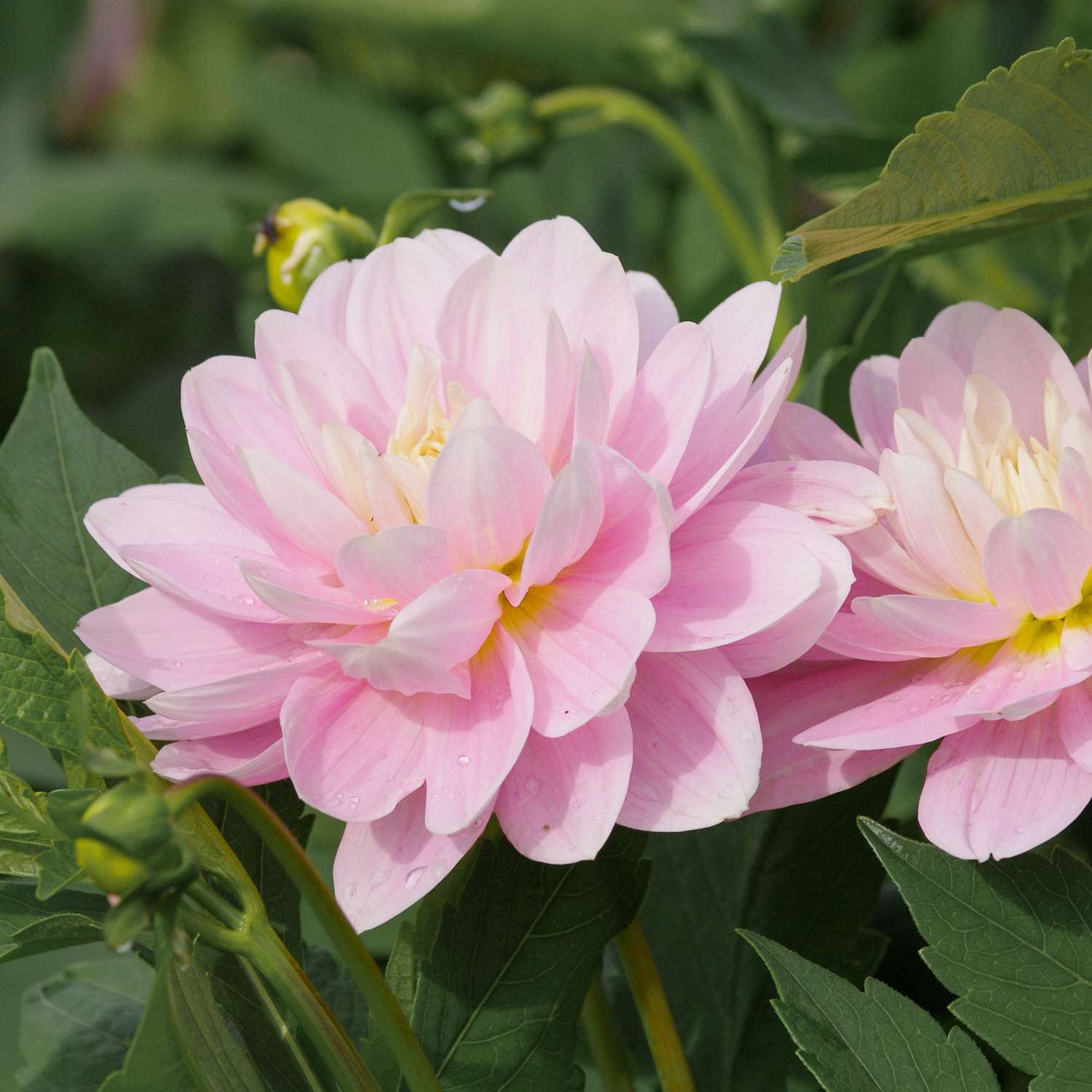 Daalia ‘Bracken Ballerina’